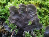Peltigera praetextata image
