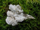 Peltigera praetextata image