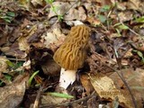 Verpa bohemica image