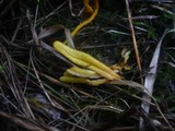 Clavulinopsis helvola image