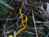 Clavulinopsis helvola image