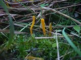 Clavulinopsis helvola image
