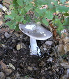 Amanita constricta image