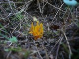 Clavulinopsis helvola image