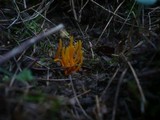 Clavulinopsis helvola image