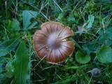 Cortinarius hinnuleus image