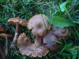 Cortinarius hinnuleus image
