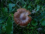 Cortinarius hinnuleus image