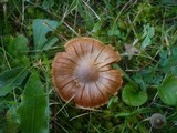 Cortinarius hinnuleus image