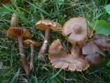 Cortinarius hinnuleus image