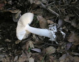 Amanita constricta image