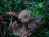 Cortinarius hinnuleus image