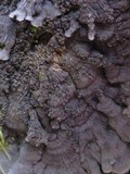 Degelia atlantica image