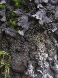 Degelia atlantica image
