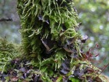Nephroma laevigatum image