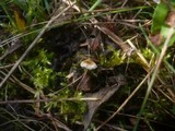 Crinipellis scabella image