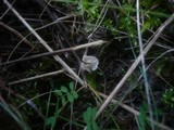 Crinipellis scabella image