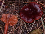 Lactarius atrobadius image