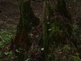 Lichenomphalia umbellifera image