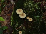 Lichenomphalia umbellifera image