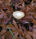 Bolbitius vitellinus image