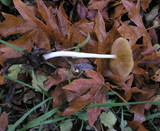 Bolbitius vitellinus image