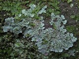 Physcia undulata image