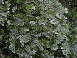 Physcia undulata image