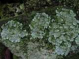 Physcia undulata image