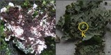 Physcia undulata image