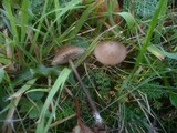 Entoloma conferendum image