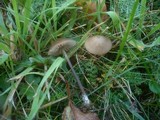 Entoloma conferendum image