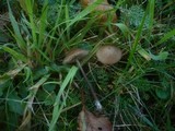 Entoloma conferendum image