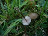 Entoloma conferendum image