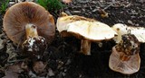 Cortinarius albertii image