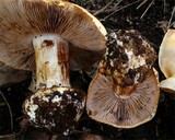 Cortinarius albertii image