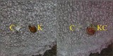 Phlyctis agelaea image