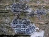 Arthonia ilicina image