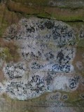 Arthonia ilicina image