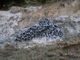 Arthonia ilicina image