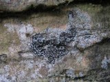 Arthonia ilicina image