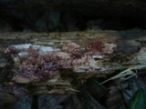 Ceriporia purpurea image