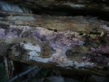Ceriporia purpurea image