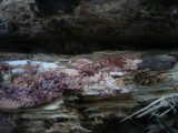 Ceriporia purpurea image