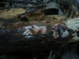Ceriporia purpurea image