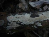 Radulomyces confluens image