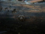 Exidia recisa image