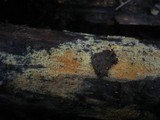 Hypoxylon rubiginosum image