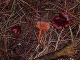 Lactarius atrobadius image