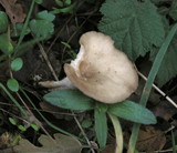 Clitocybe salmonilamella image
